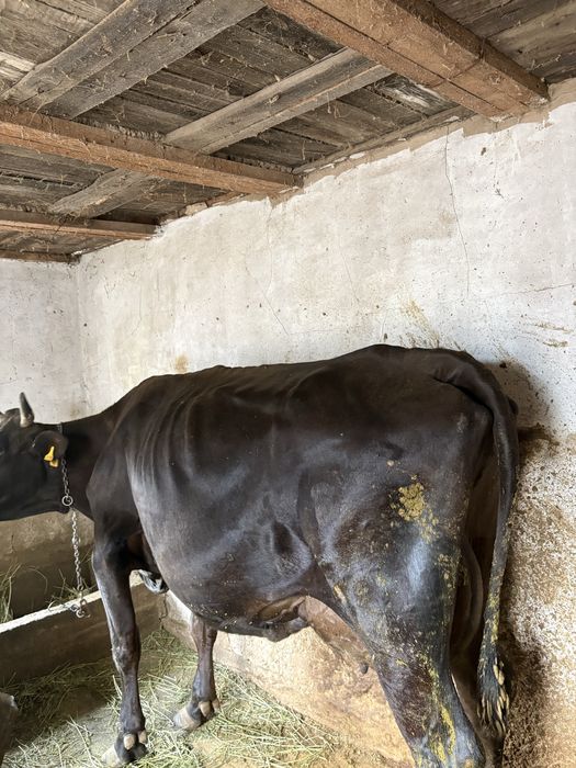 Продается корова породы Немка