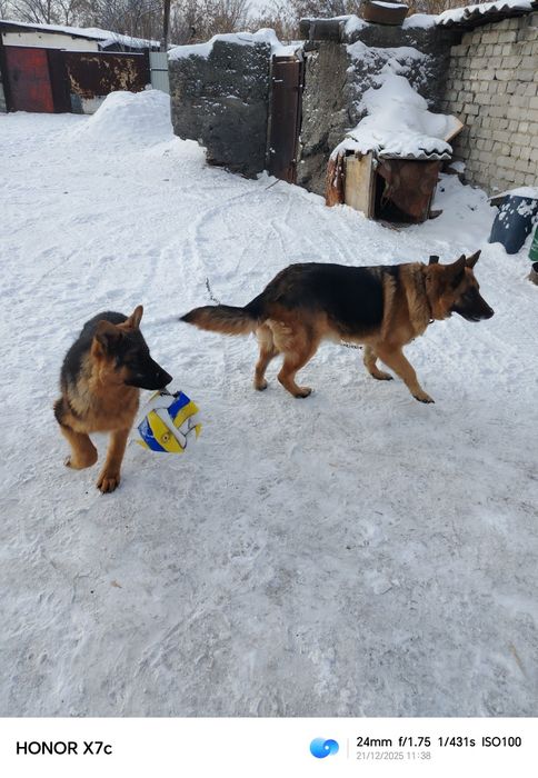 Щенок немецкой овчарки