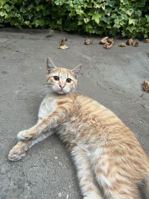 Подарявам котенца
