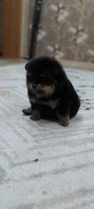 Шпицы черно-подпалого окраса