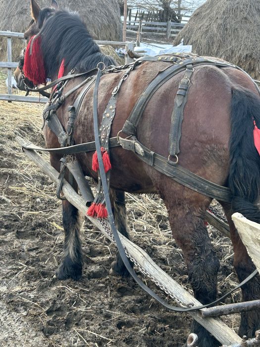 Vând iapă de 6 ani