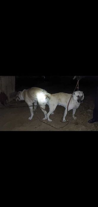 Ұрғашы ит 1туған