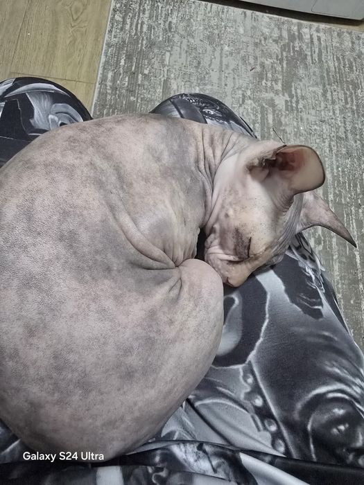 Продам кошку в связи с переездом