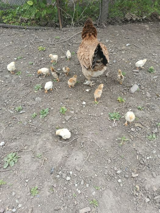 Продам квочку с циплятами
