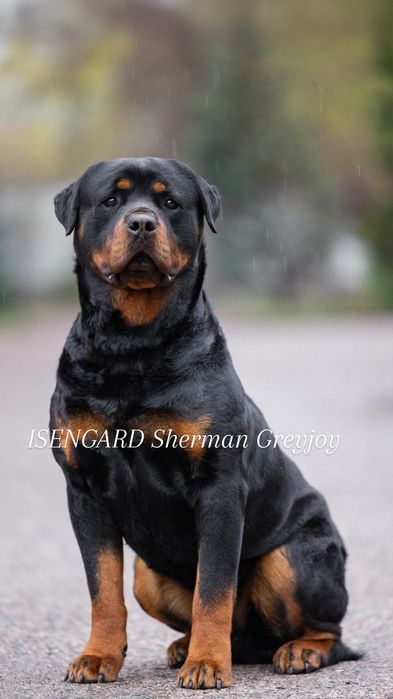 Ротвейлер кобель для вязки