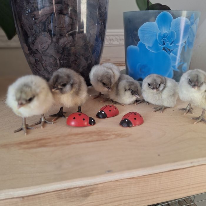 Цыплята амераукана