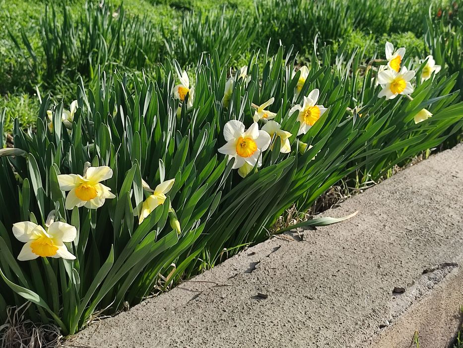 Крупно корончатые нарциссы. Луковицы