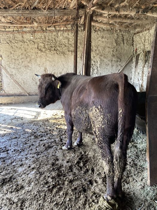 hoʻkiz sotiladi ikki yoshdan oʻtkan