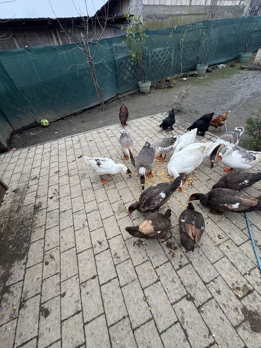 Vand gascani de anul asta