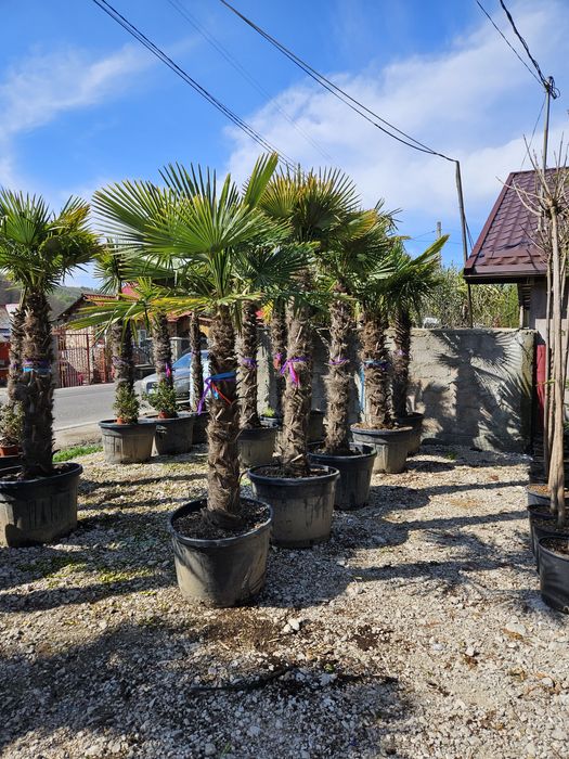 Palmierii rezistenți la îngheț toate dimensiunile