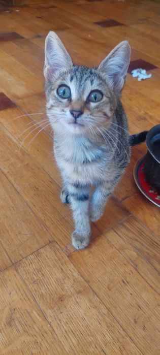 Котята 4 месяца.