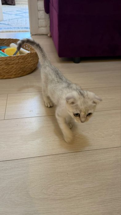 Котенок Вислоухий британец