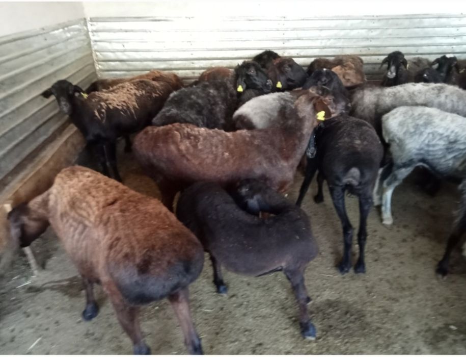 Кои токты бар сатылатын