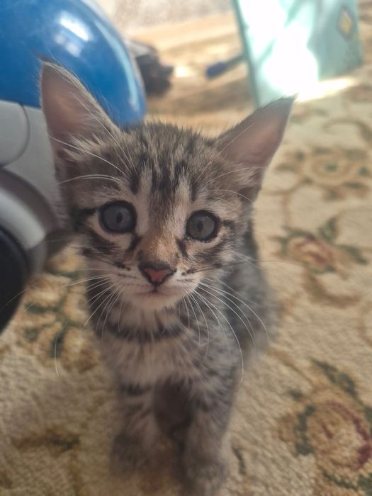 Отдам котенка добрые руки