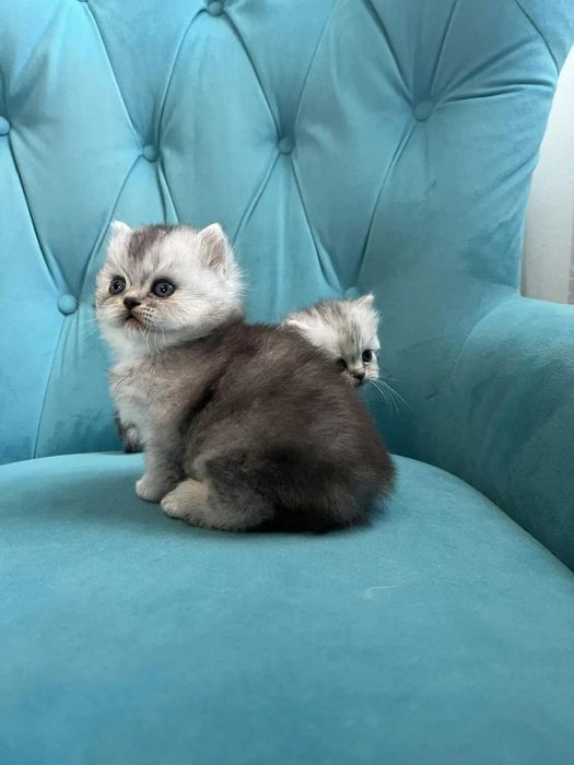 Котята Британские длинношерстные (хайленд)