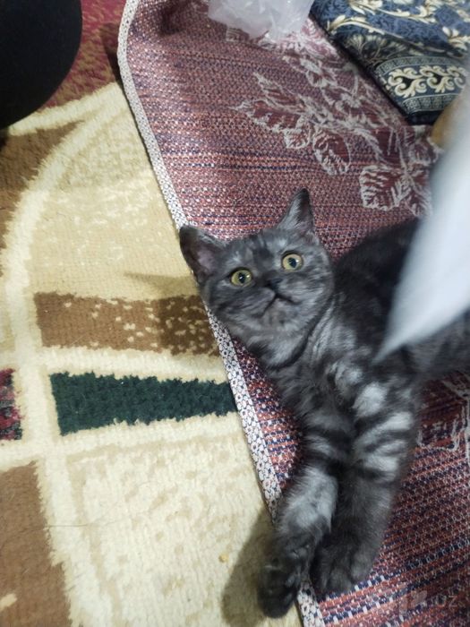 Отдам в хорошие и добрые руки