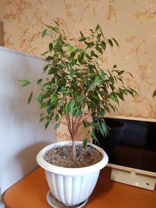 Продам фикус бенджамин