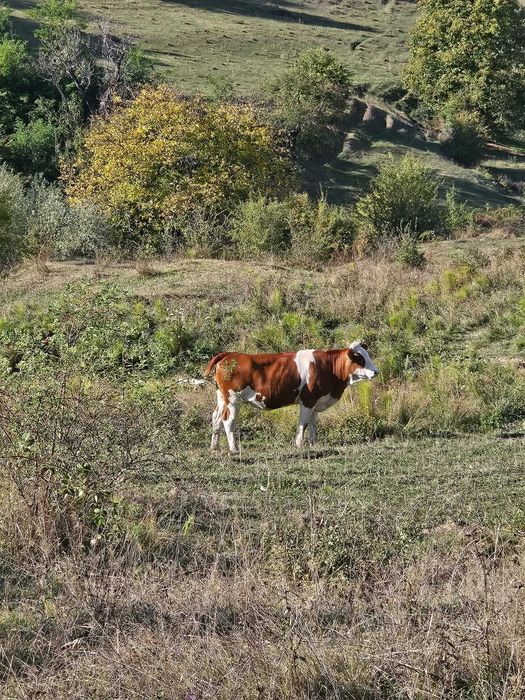 Vitei de vanzare