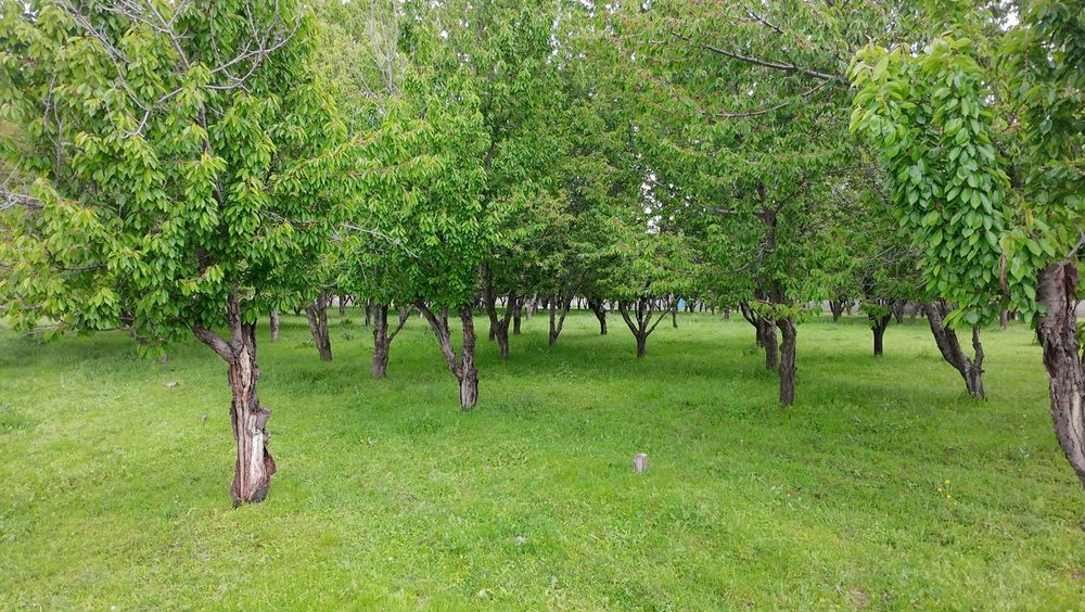 Продаётся уютная дача с большим земельным участком