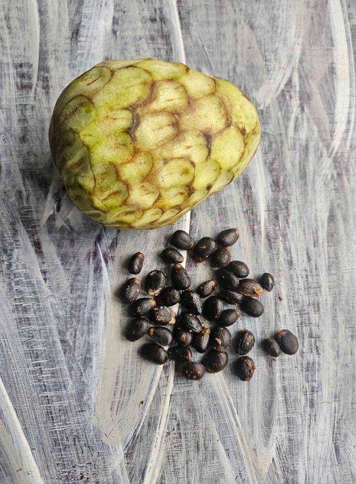 Черимоя семена , екзотично плодно дърво