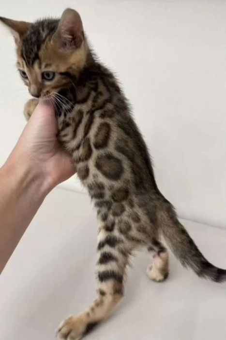 Бенгальские котята