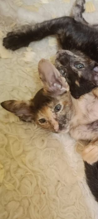 Котята ориентальной породы