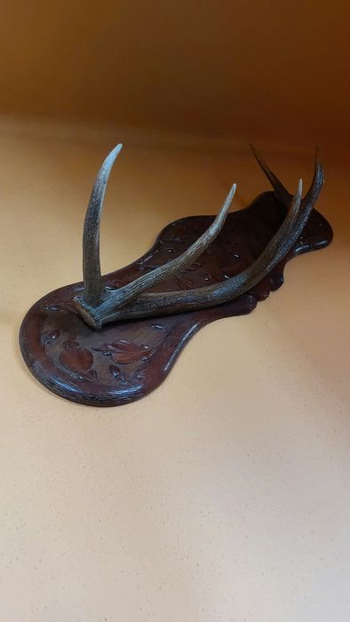 Coarne de cerb pe panoplie sculptata