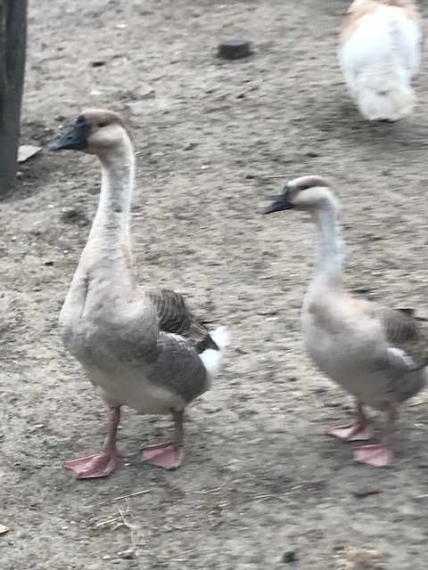 Vand gaste lesesti , rate lesesti