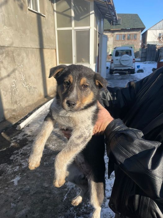 В добрые руки щенок