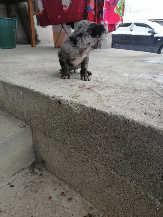 Vând  cățel Teckel