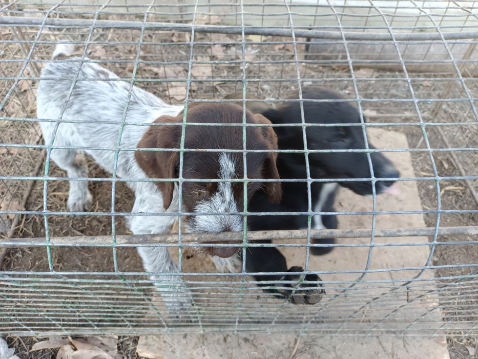 Продается щенки охотничий