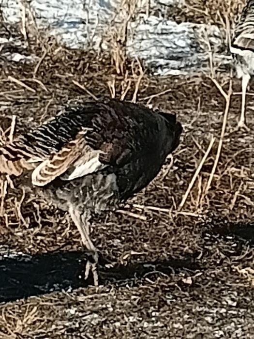 Продам   самец   индюка