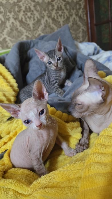 Котята донского сфинкса