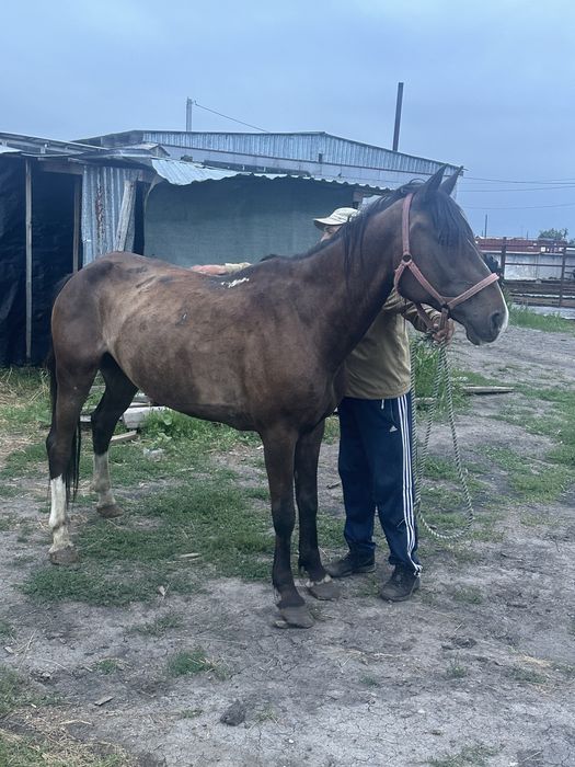 Продам лошадь