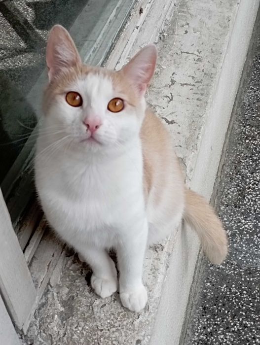 Принц на 1г. 3мес.