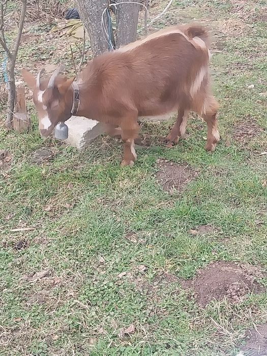 Dau la schimb două capre