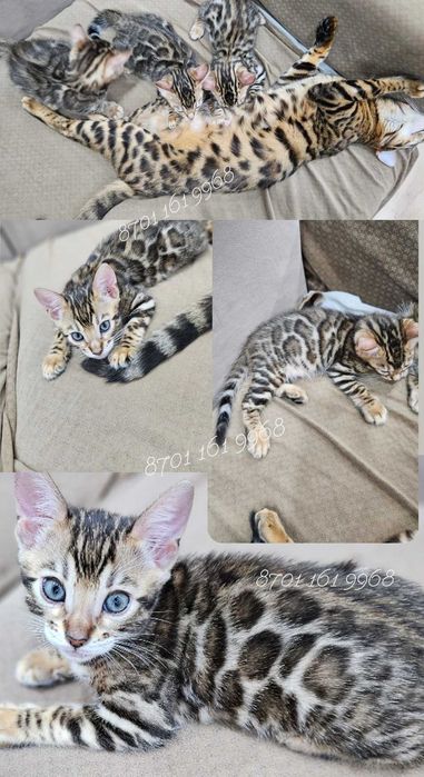 Элитные Бенгальские котята