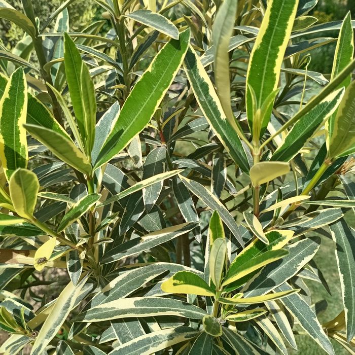 Олеандр вариегатный (Nerium oleander variegata) — 120 см