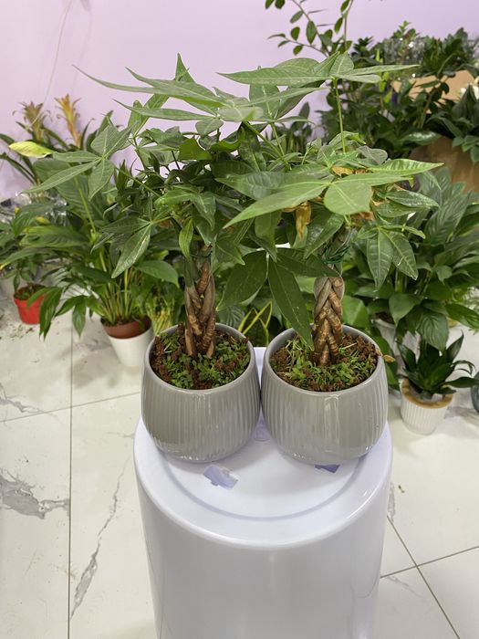 Цветы для дома и офиса. В скидочных ценах