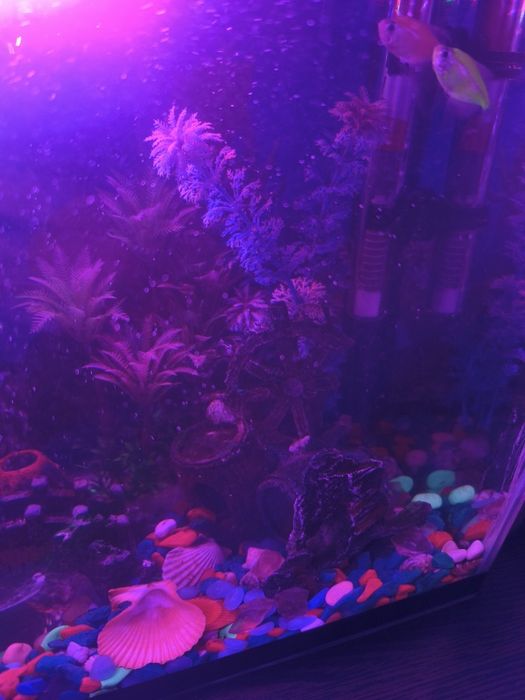 Аквариум для рыбы