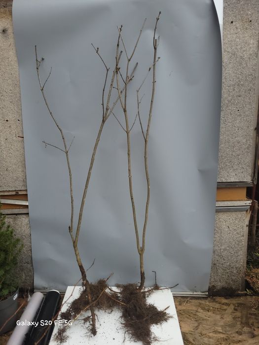 Liliac selectionat cantitate en gros 7 lei, disponibili alb sau mov