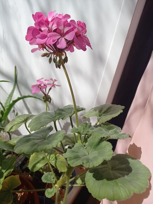 герань ,цветет круглый год