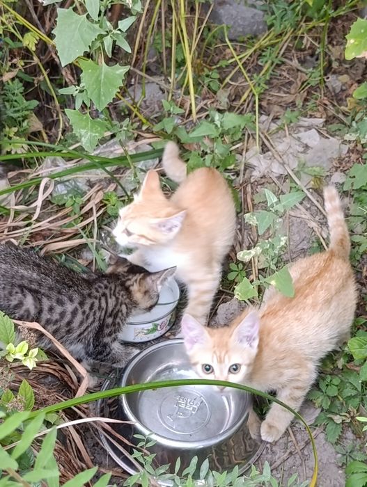 Отдам котят бесплатно