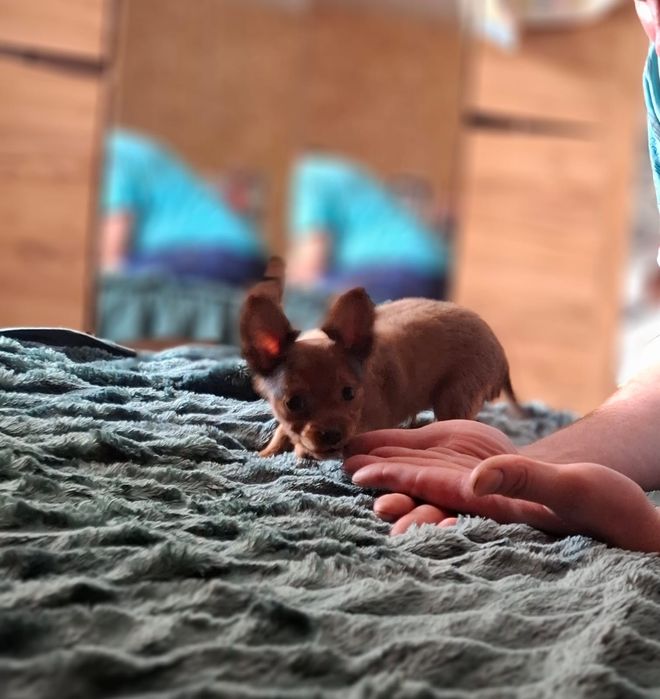 Щенок той терьера