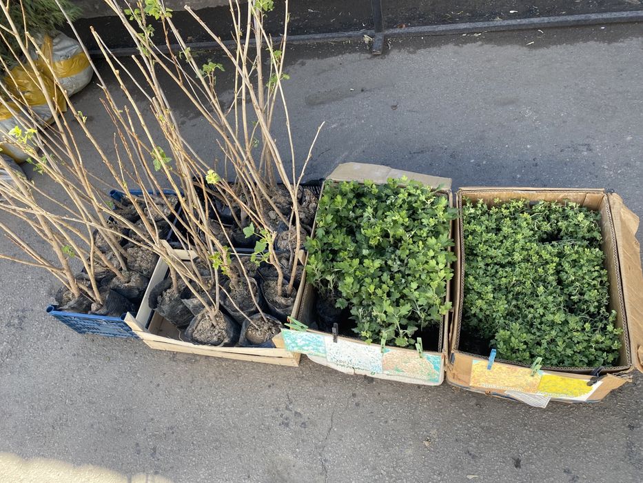 Яблони, саженцы