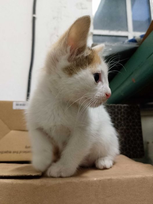Подарявам котета