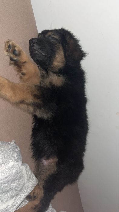 Donez pui ciobanesc german