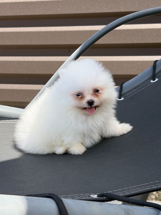 Pomeranian mini toy