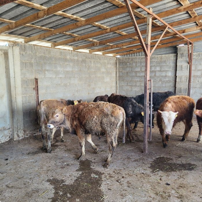 Продам 10 голов бычков