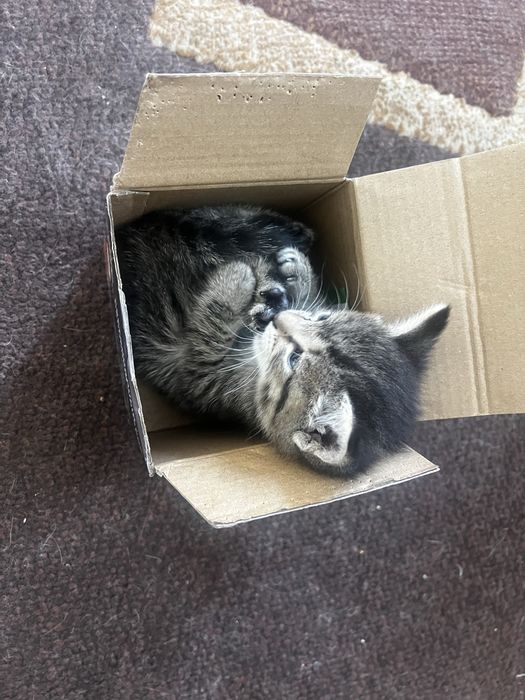 Котята, 1,5 мес, мальчики и девочки